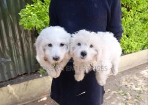 1-3 months Female Purebred Havanese - thumbnail 2