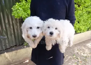 1-3 months Female Purebred Havanese