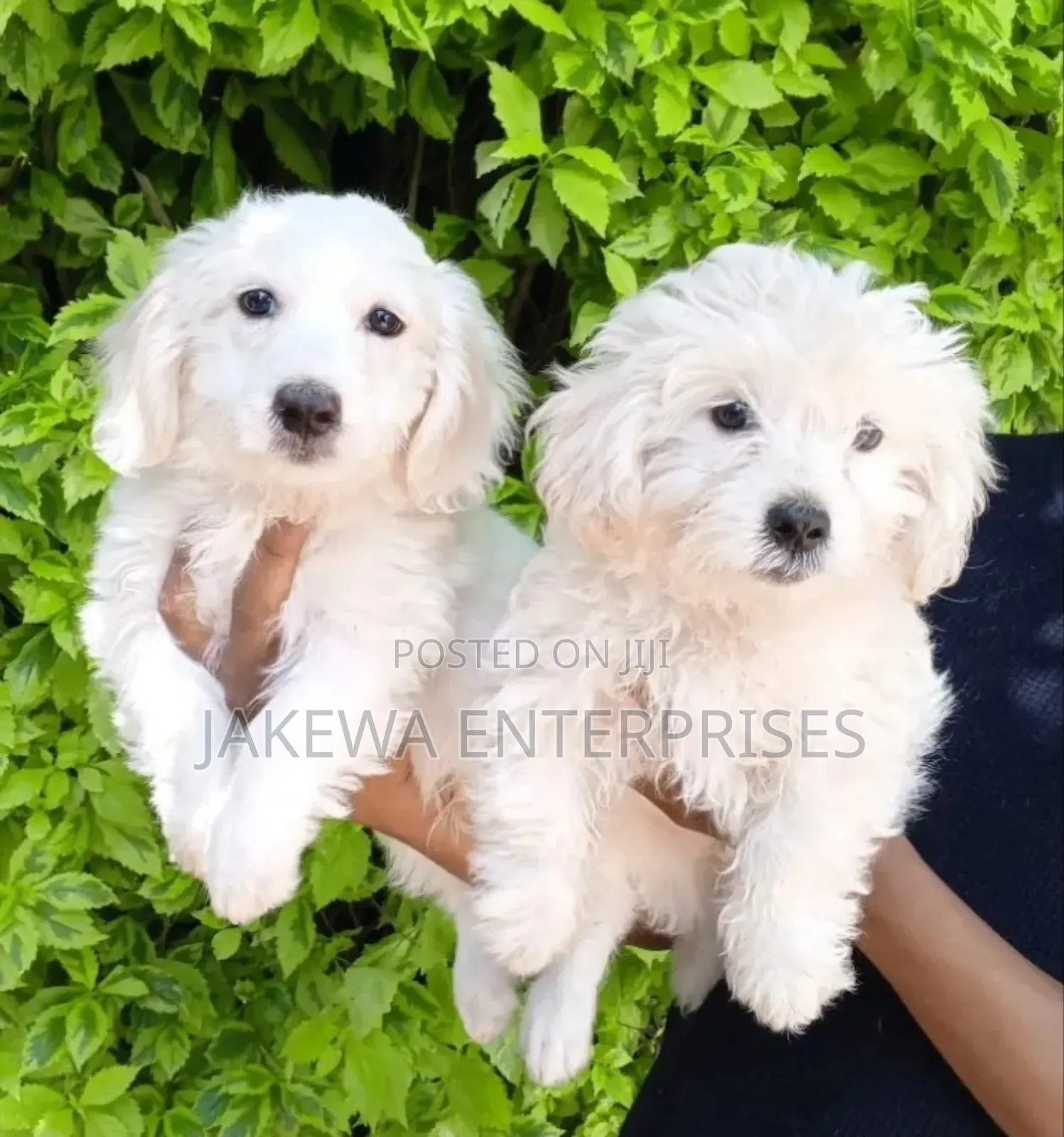 1-3 months Male Purebred Havanese