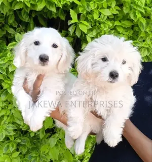 1-3 months Male Purebred Havanese