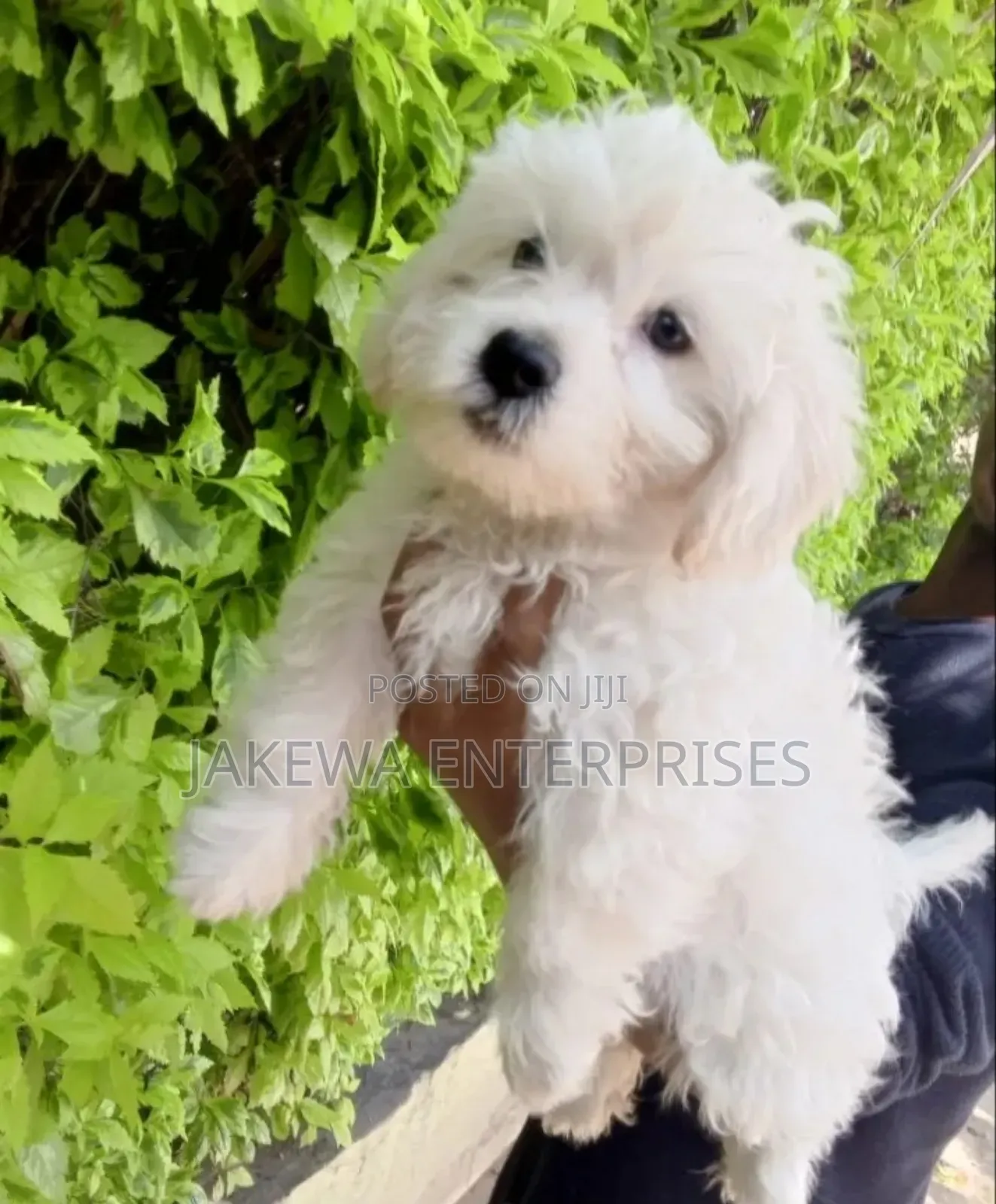 1-3 months Male Purebred Havanese