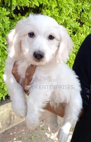 1-3 months Female Purebred Havanese - main view