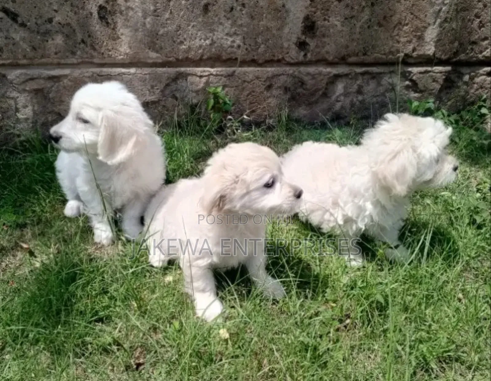 1-3 months Male Purebred Havanese