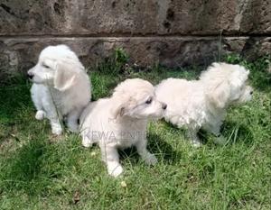 1-3 months Male Purebred Havanese - thumbnail 2