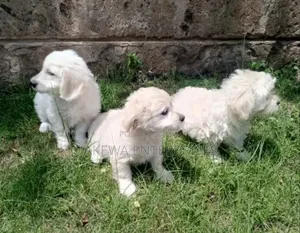 1-3 months Male Purebred Havanese