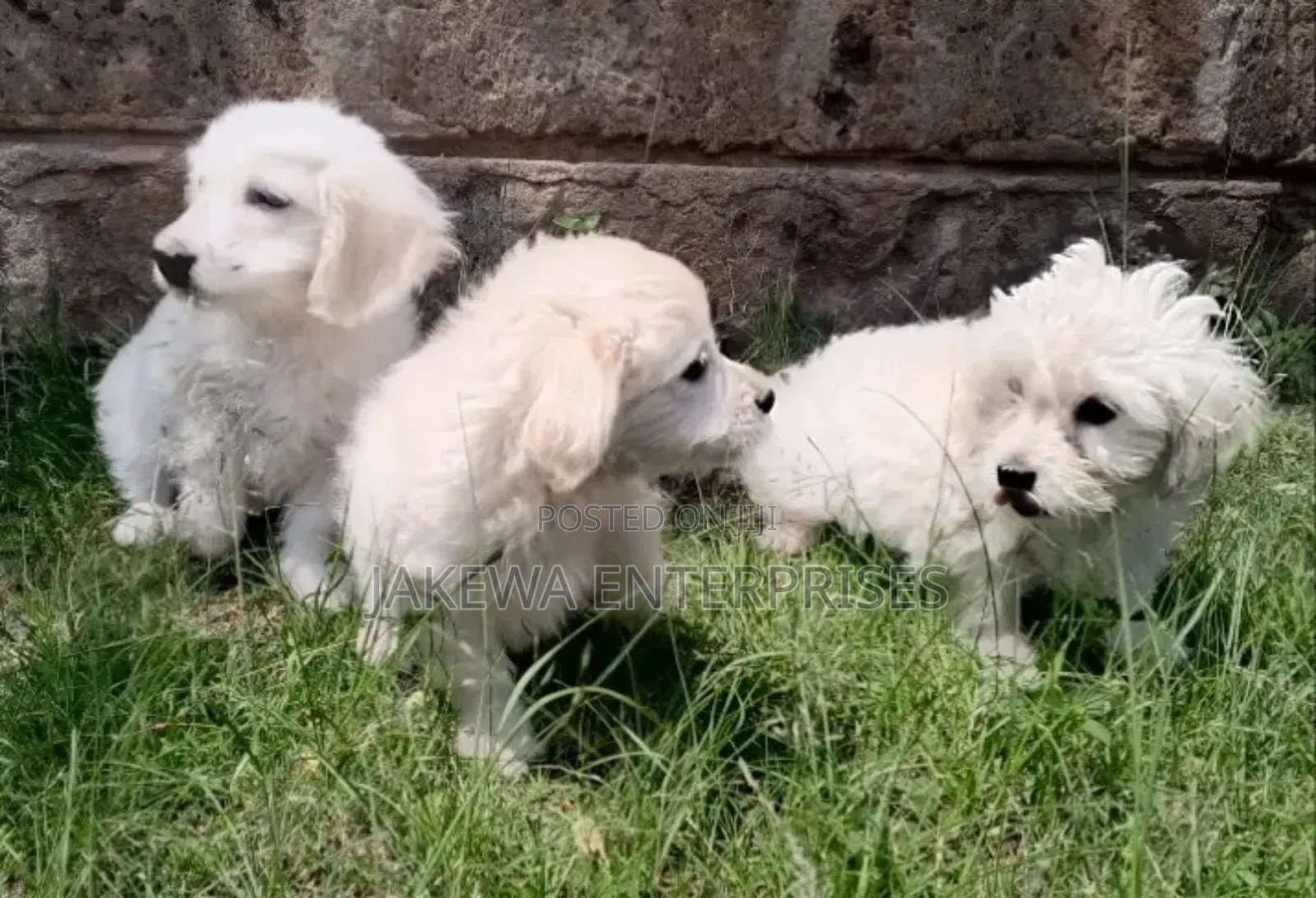 1-3 months Female Purebred Havanese