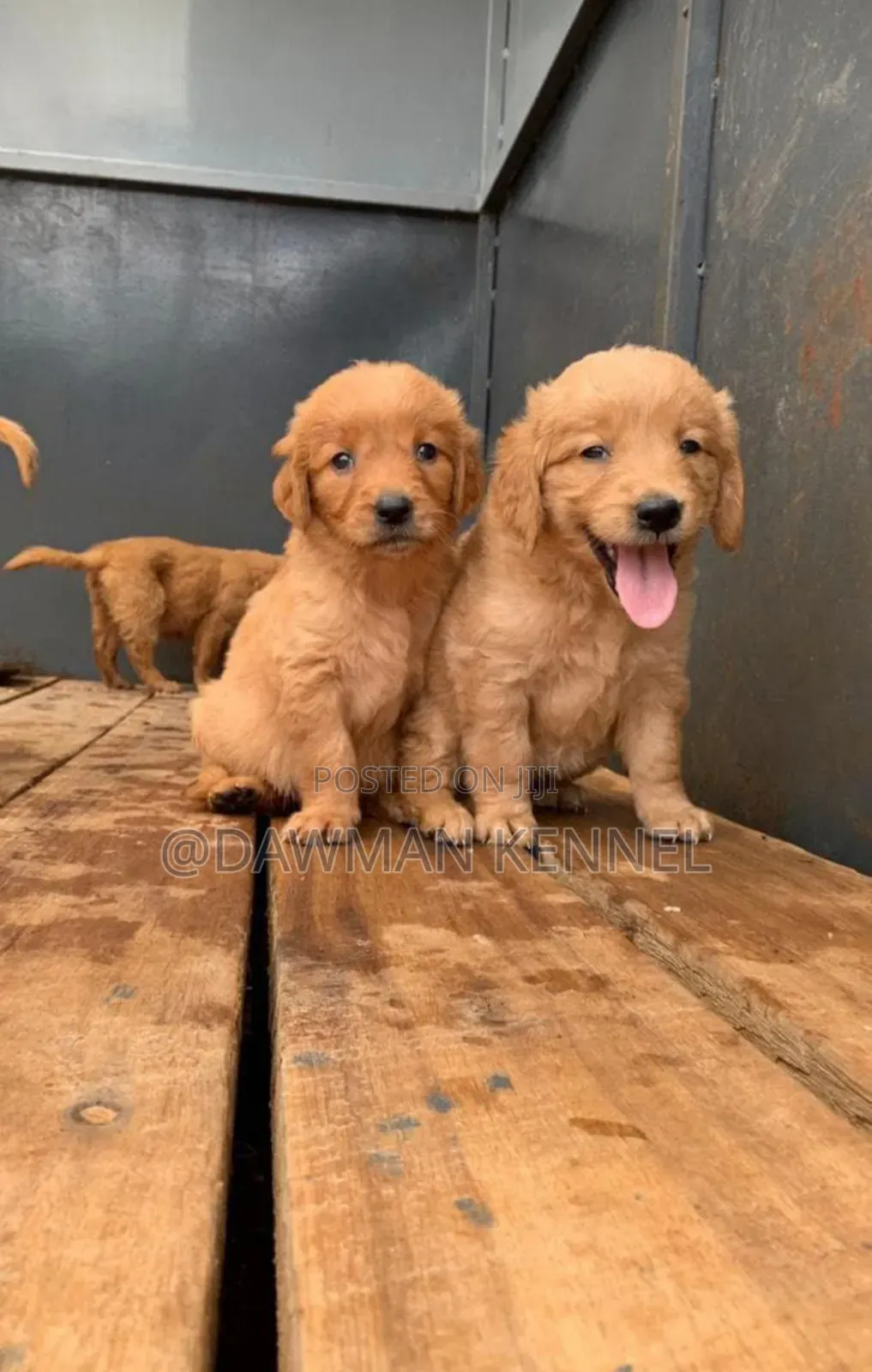 1-3 months Male Purebred Golden Retriever