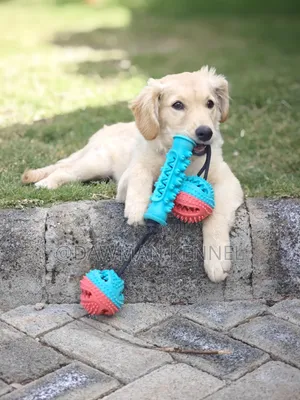 1-3 months Female Purebred Golden Retriever