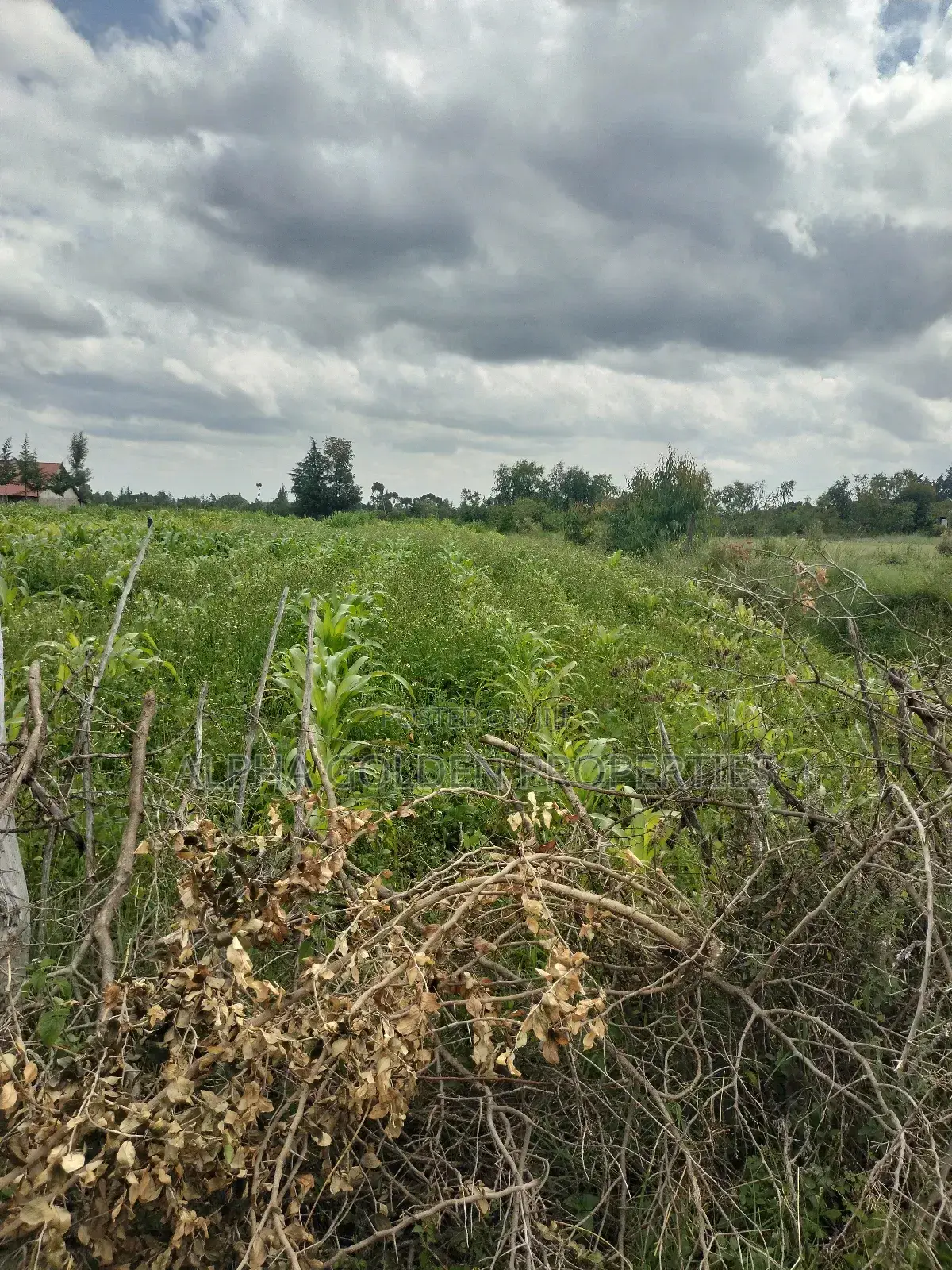 Nanyuki 50/100 Plots