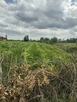 Nanyuki 50/100 Plots