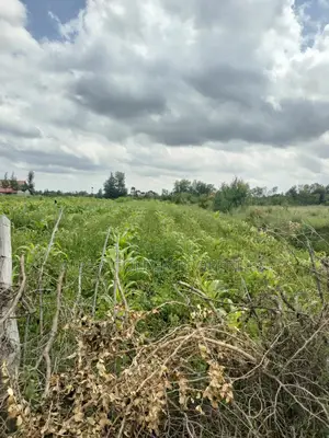 Nanyuki 50/100 Plots