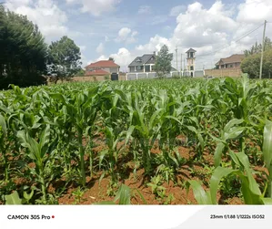 1/2 Acre Upper Elgonview or One Acre.