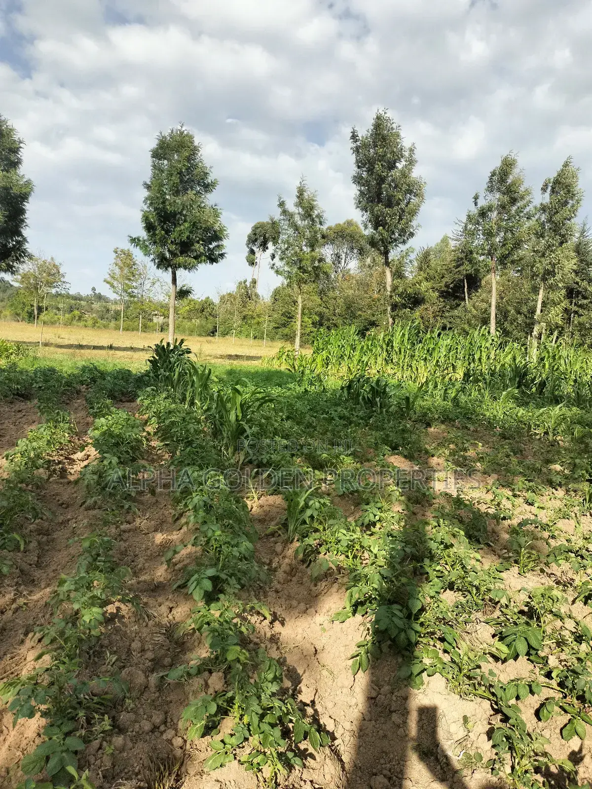 Narumoru 6 Acres on Tarmac