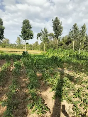 Narumoru 6 Acres on Tarmac