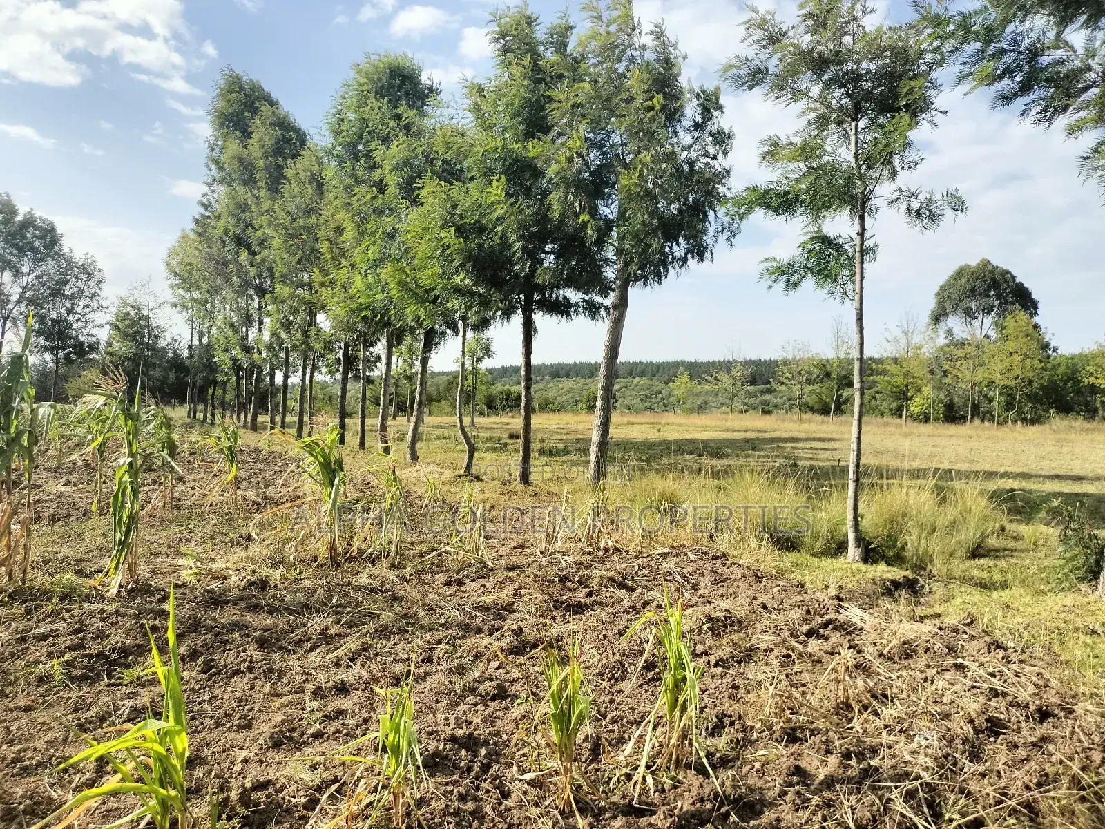 Narumoru 6 Acres on Tarmac
