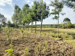 Narumoru 6 Acres on Tarmac