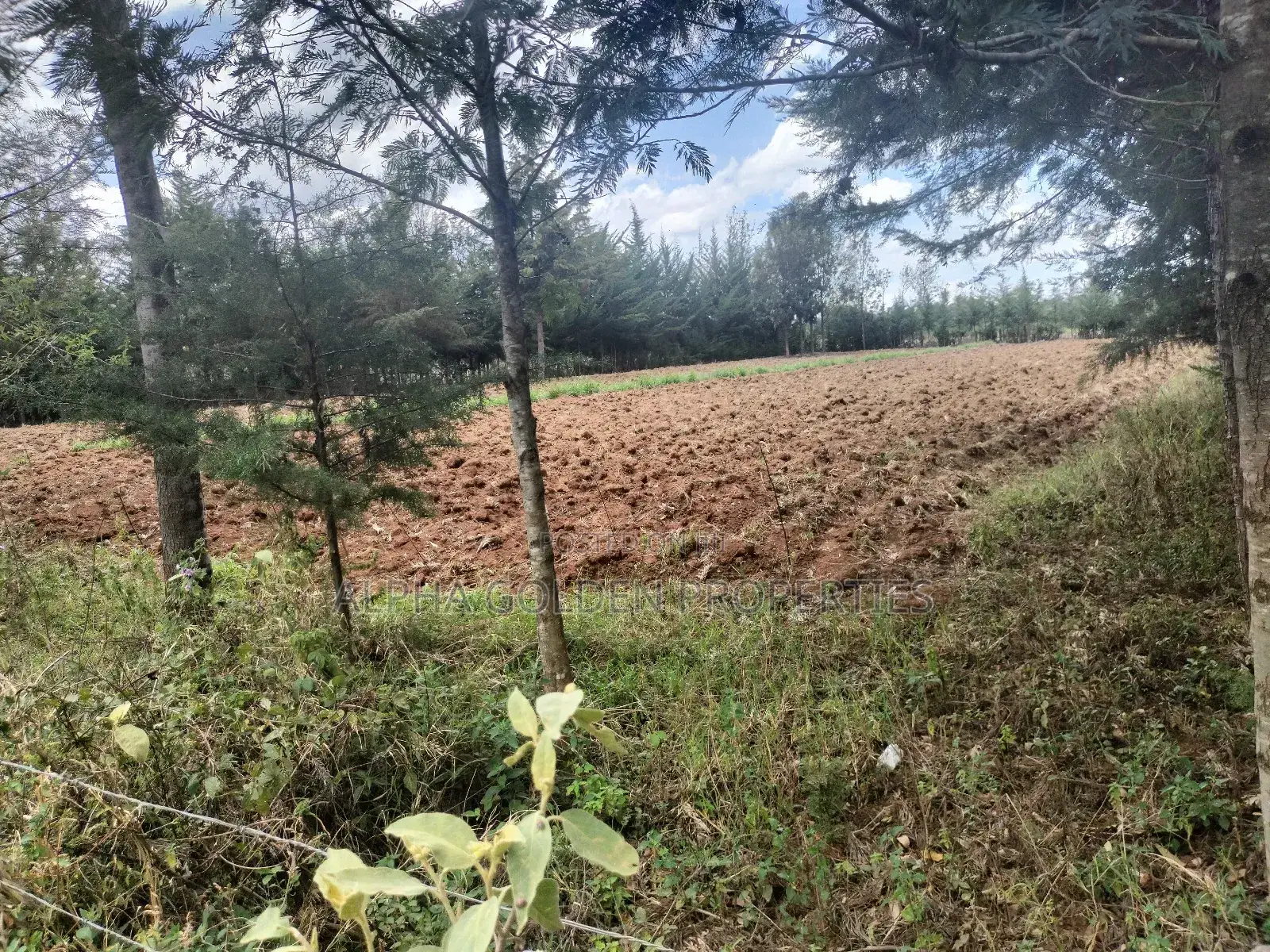 Nanyuki Nkando 1 Acre 300mtrs From Tarmac