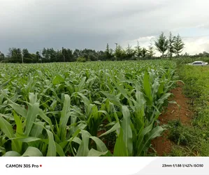 Two Acres Marura With Title Good for Residential