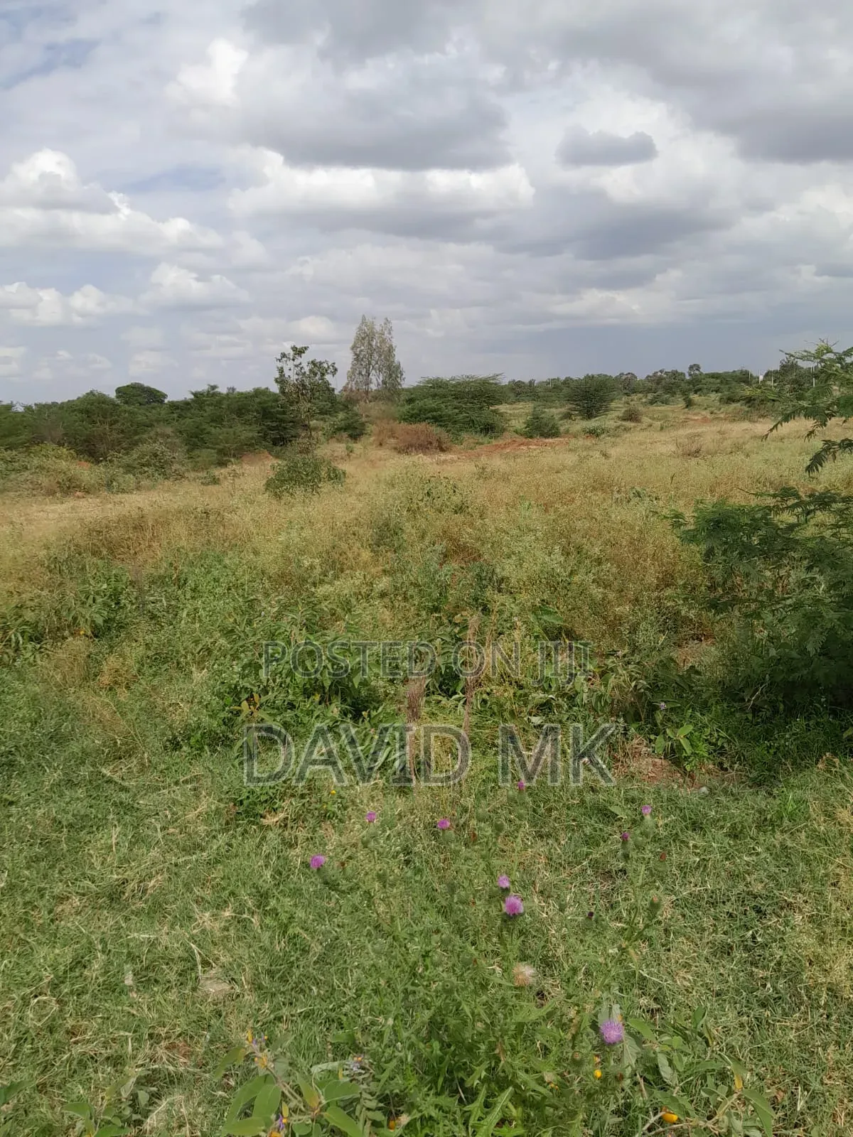 Land 115 Acres for Sale