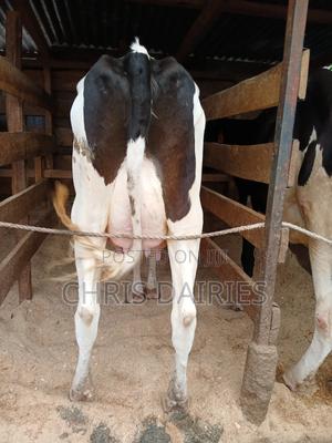 Super Freshian - thumbnail 2