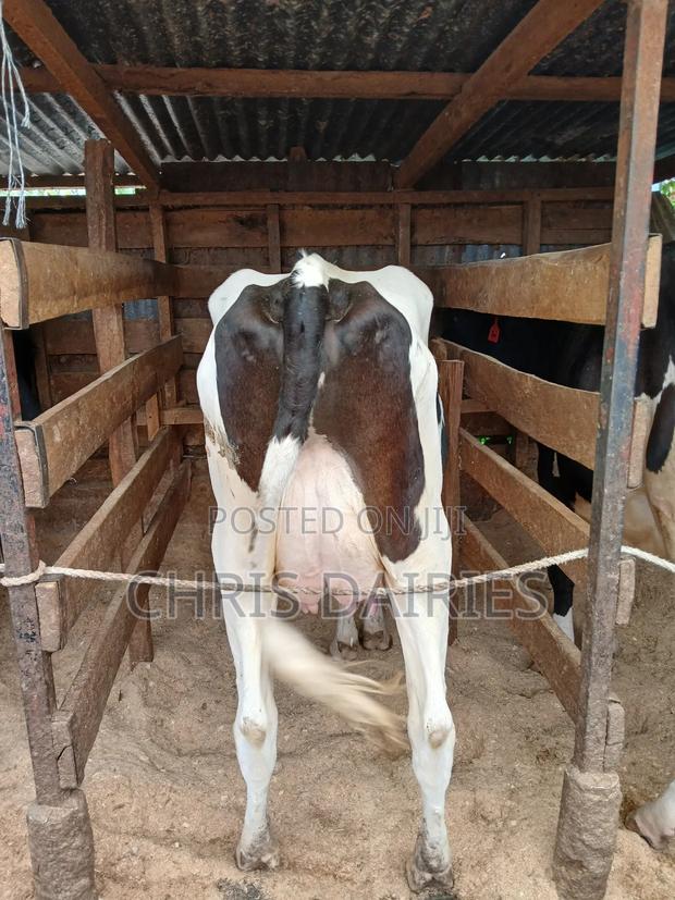 Super Freshian - thumbnail 3