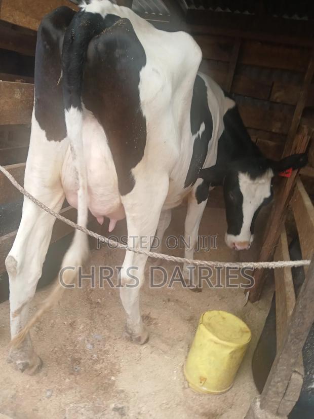 Super Freshian - thumbnail 4