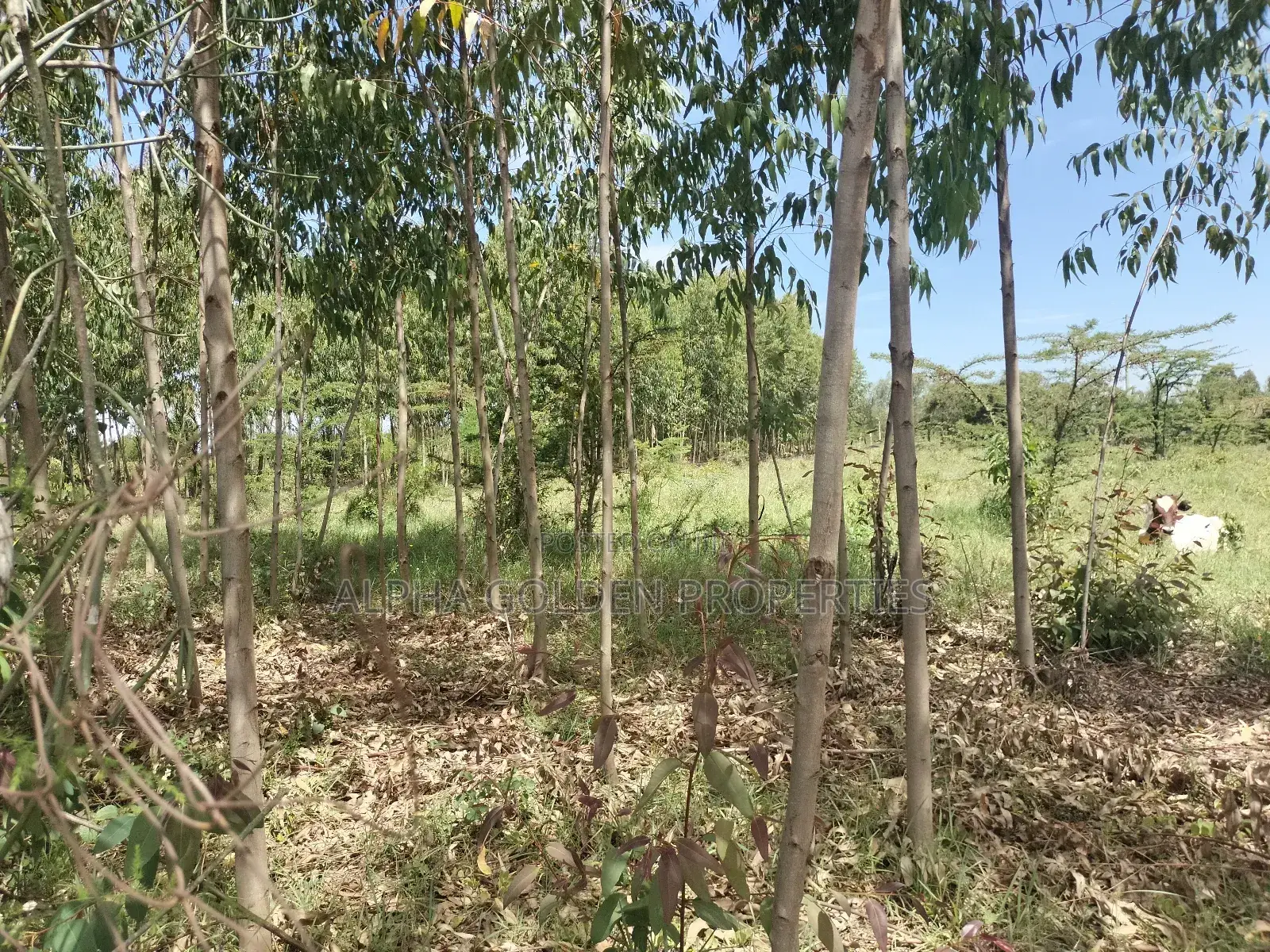 Olpajeta, 2 Acre Sitting on the Olpajeta Murrum Road