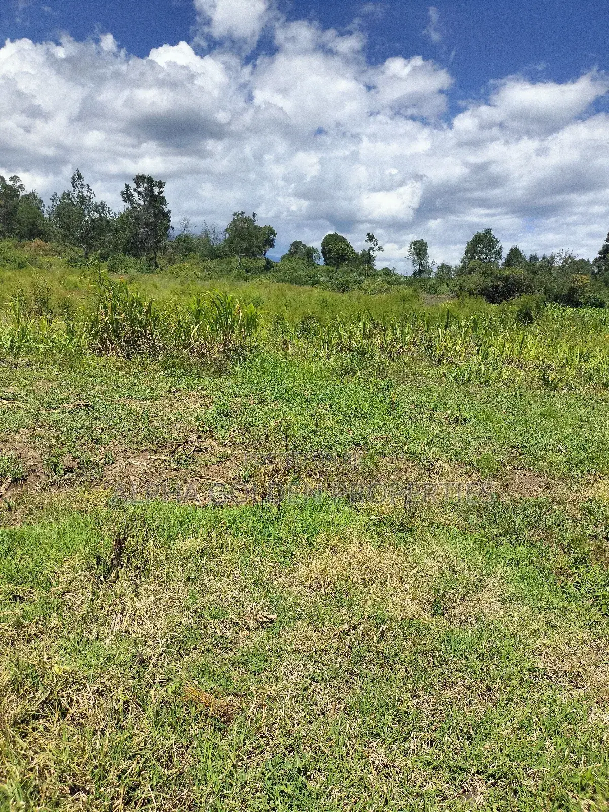 Nanyuki, 3 Acres Touching River