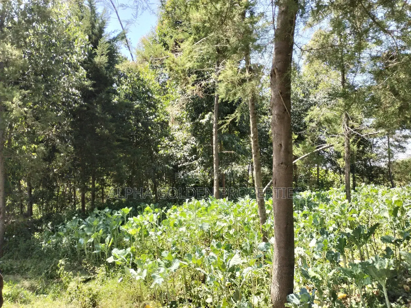 Nanyuki , 8 Acres Touching Tarmac and River