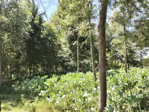Nanyuki , 8 Acres Touching Tarmac and River
