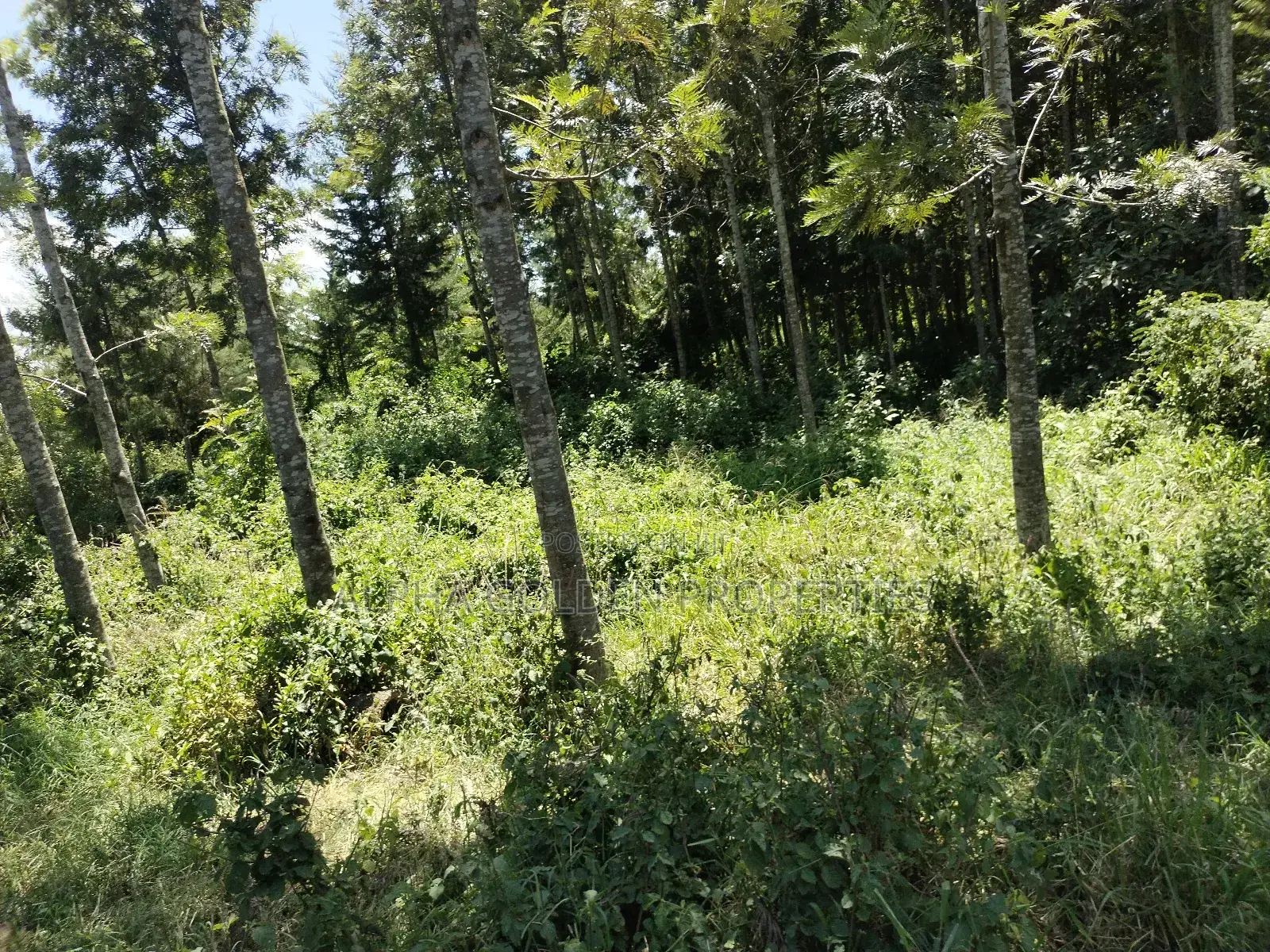 Nanyuki , 8 Acres Touching Tarmac and River