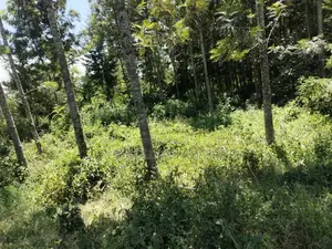 Nanyuki , 8 Acres Touching Tarmac and River