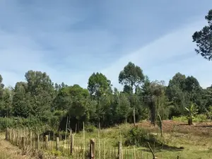 Nanyuki 11 Acres Near Mt Kenya