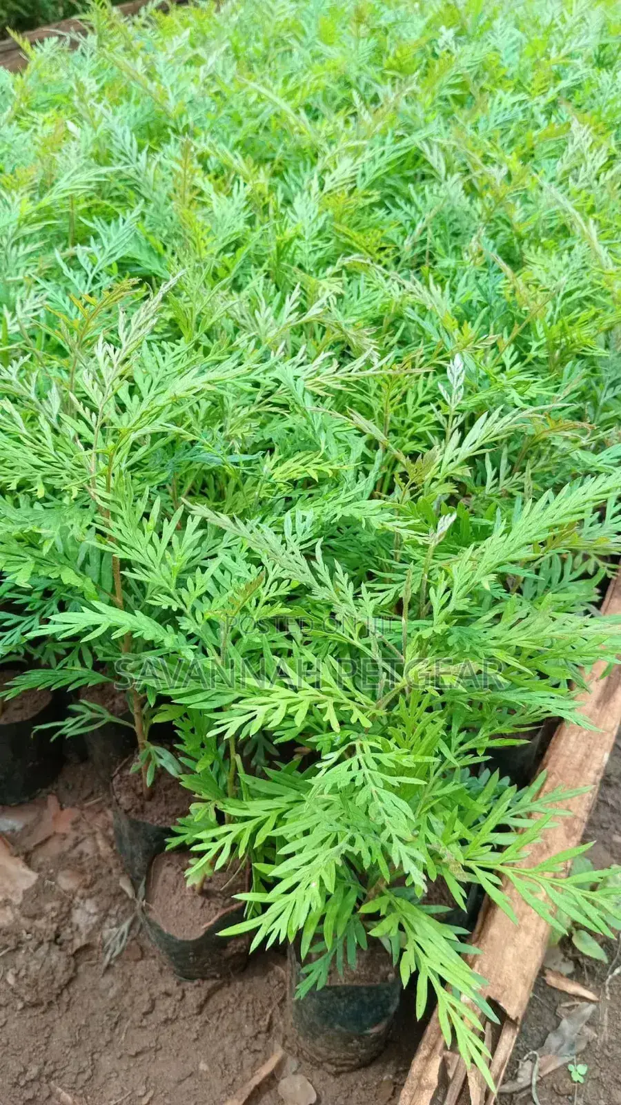 Grevillea/ Mukima/ Sebesebe Seedlings