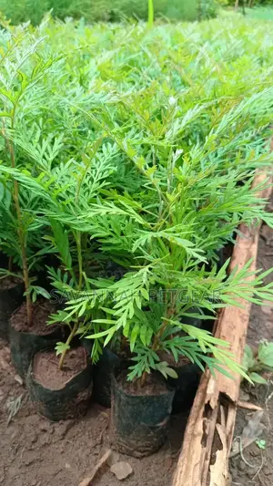 Grevillea/ Mukima/ Sebesebe Seedlings