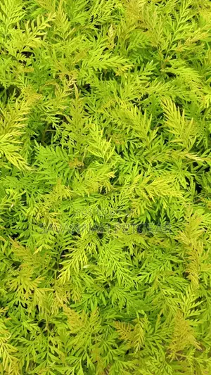 Grevillea/ Mukima/ Sebesebe Seedlings