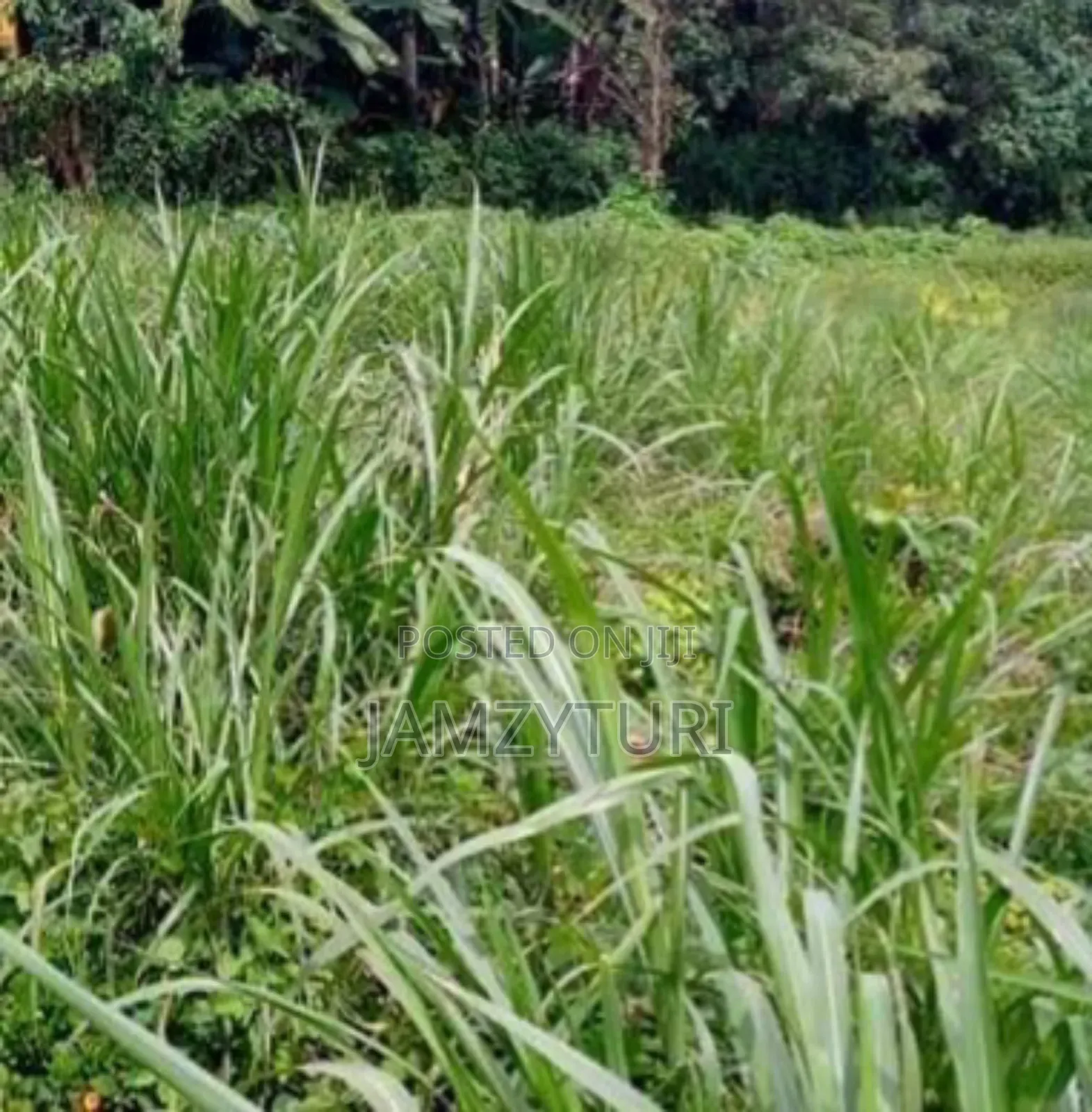 Plot for Sale Gitaru Kikuyu