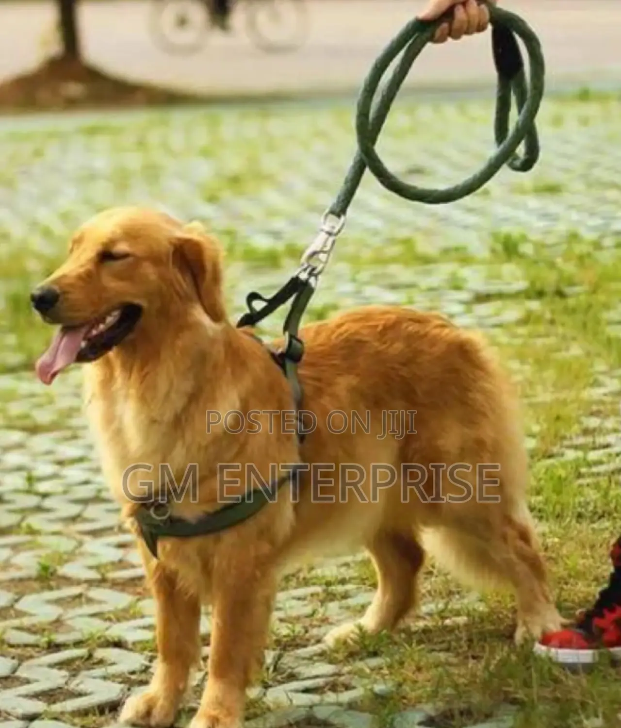 Dog Leash for Small Medium Dogs Training