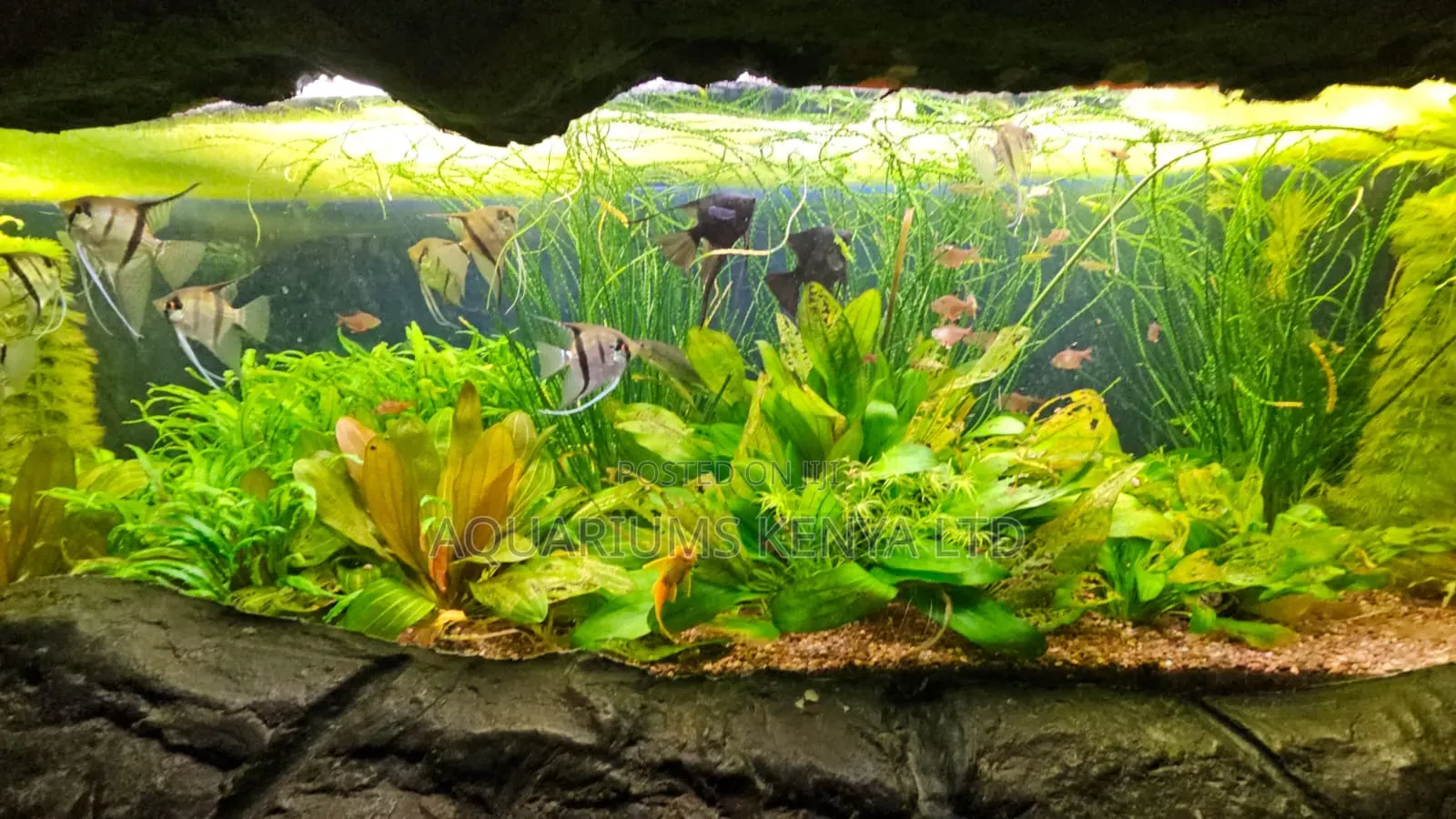 Stylish Living Aquatic Elegance With Planted Aquariums