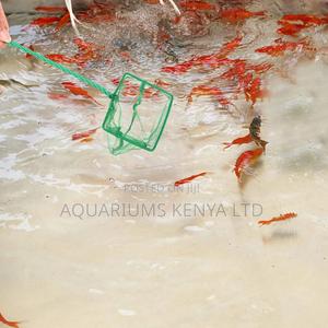 Bubblelift Aquarium Scoop Net - thumbnail 2