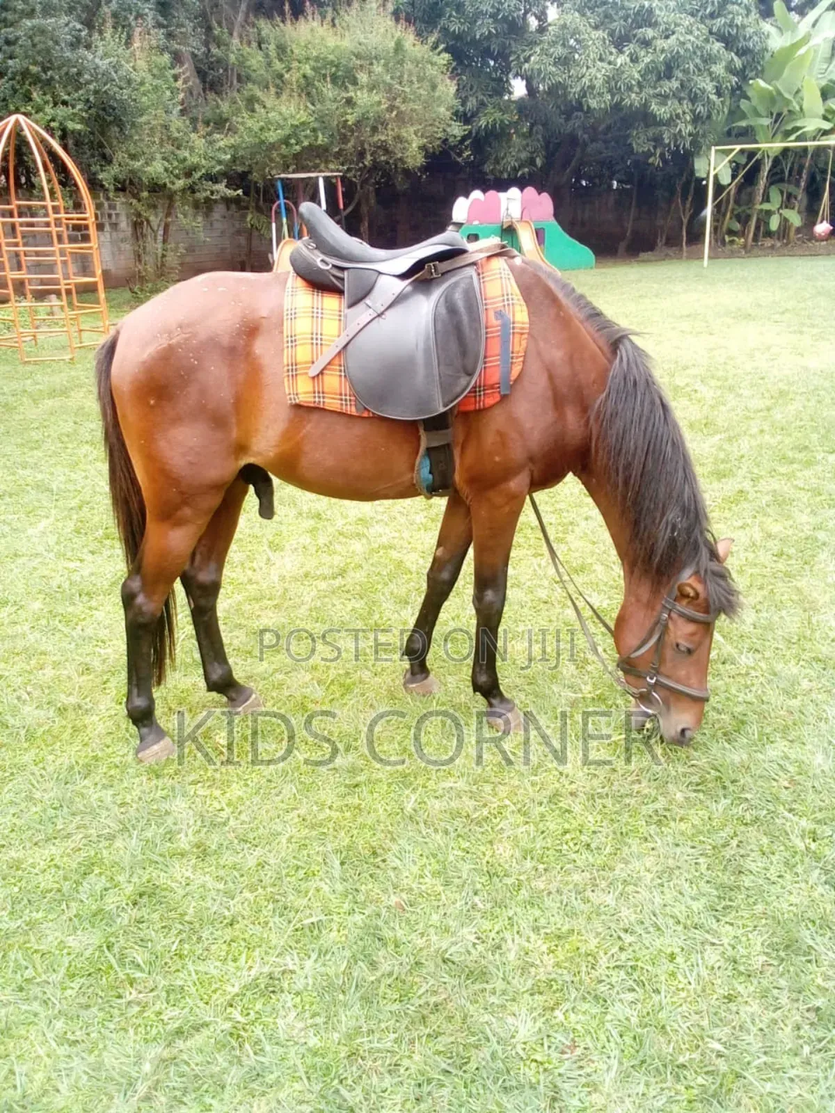 Pony Horse for Hire