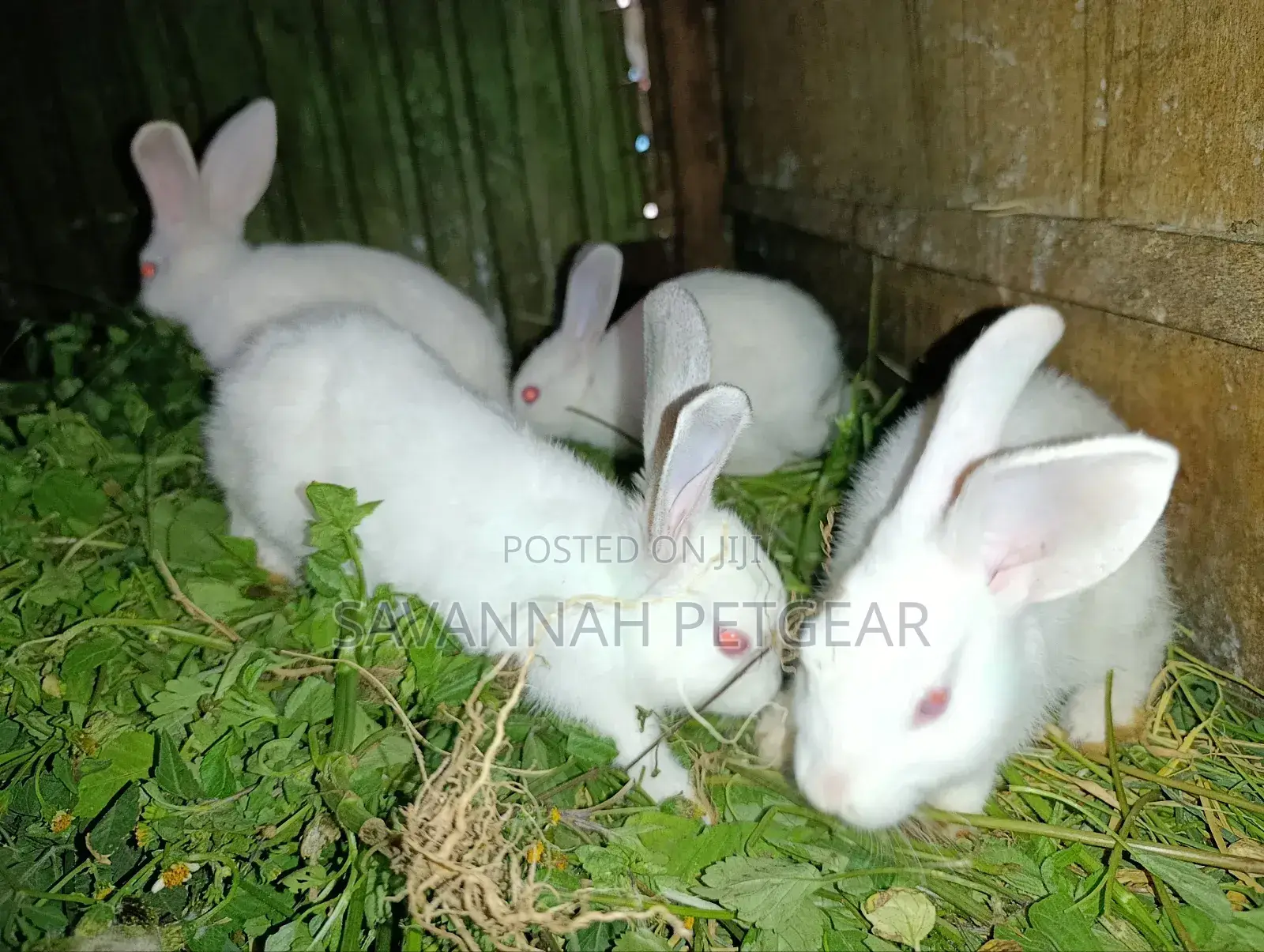 New Zealand White Rabbits - 2 - 3 Months Old Young Pets