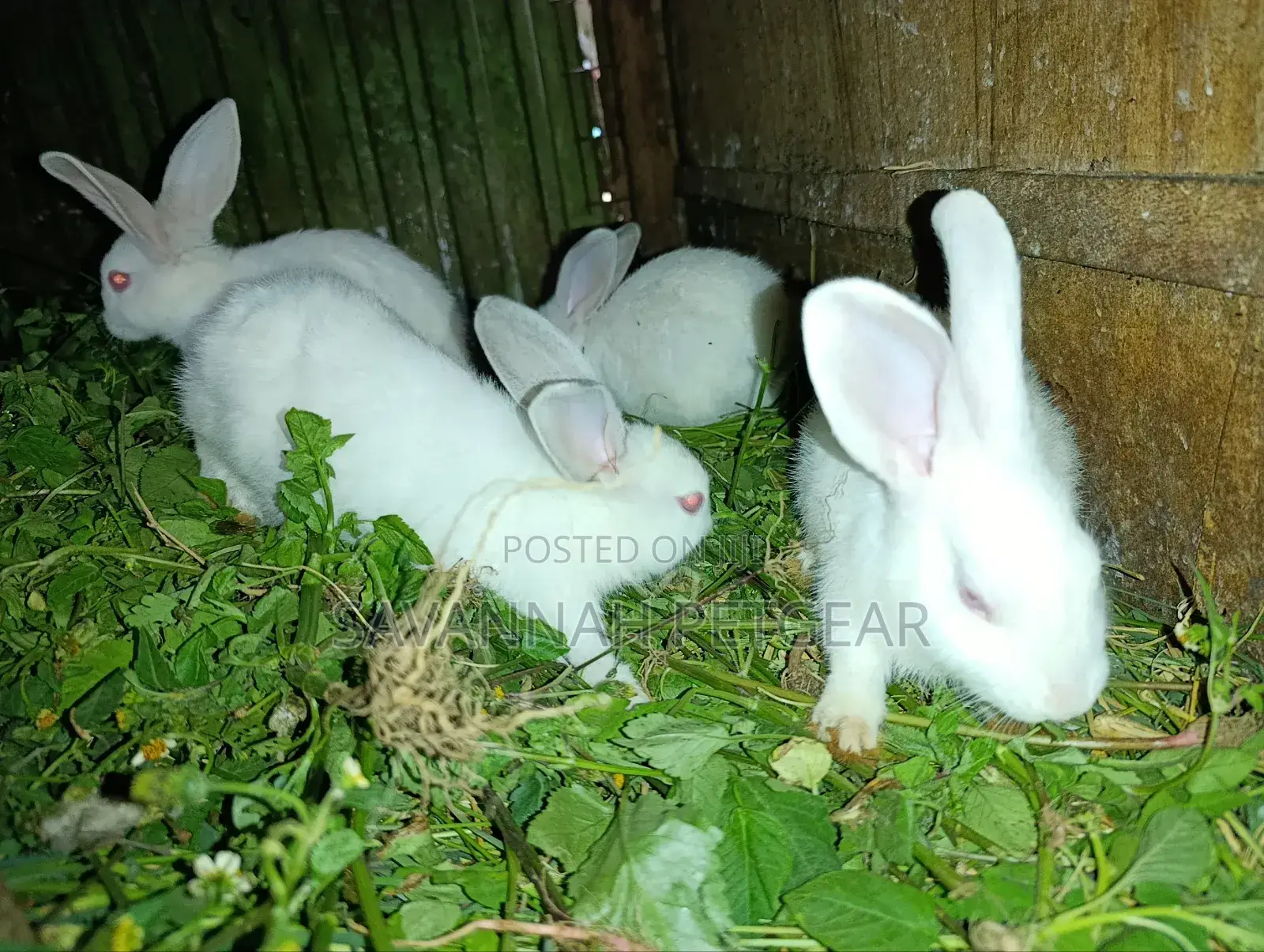 New Zealand White Rabbits - 2 - 3 Months Old Young Pets