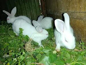 New Zealand White Rabbits - 2 - 3 Months Old Young Pets