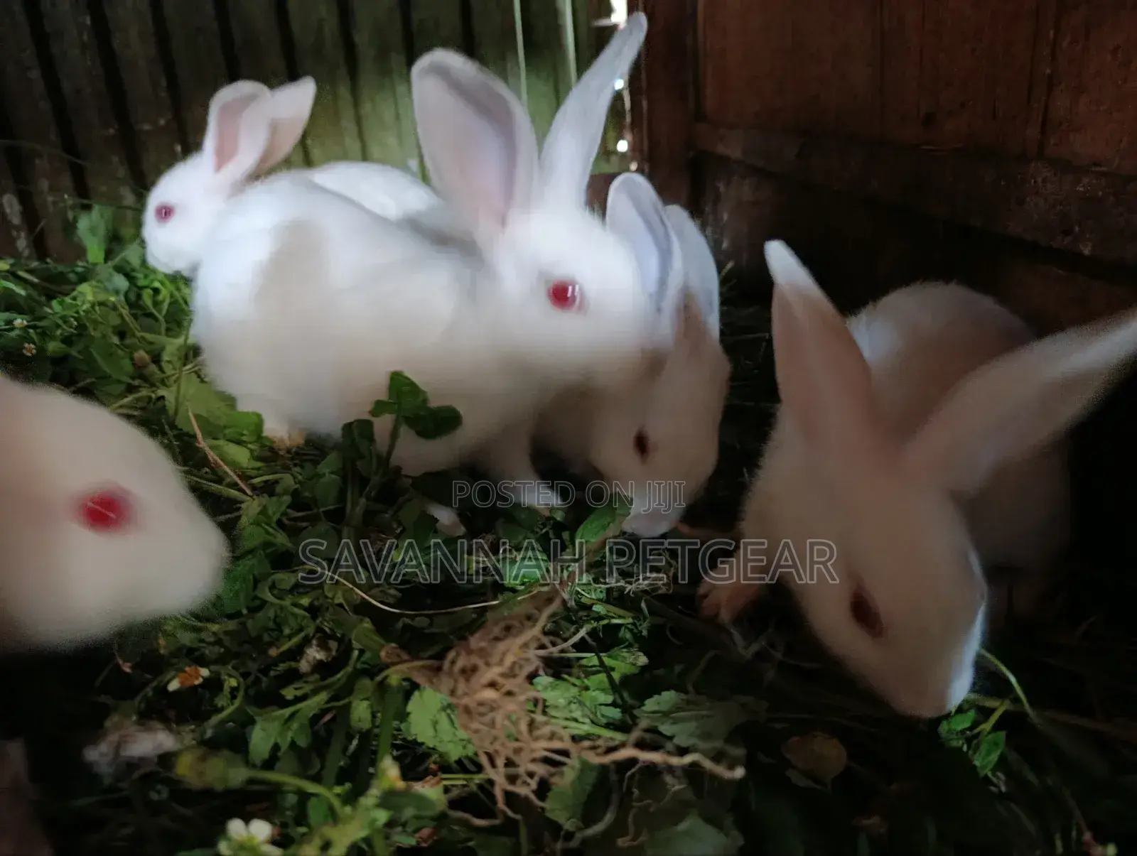 New Zealand White Rabbits - 2 - 3 Months Old Young Pets