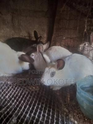 California White - main view