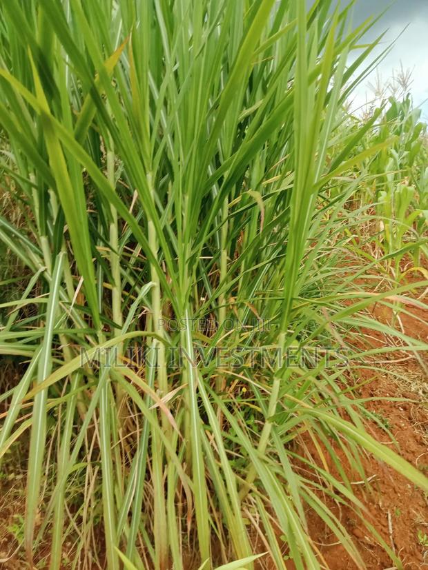 1 Acre Land for Sale at Makuyu -Mihang'0 - thumbnail 3