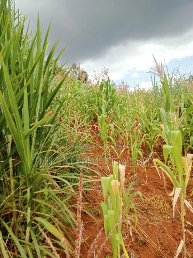 1 Acre Land for Sale at Makuyu -Mihang'0 - thumbnail 4