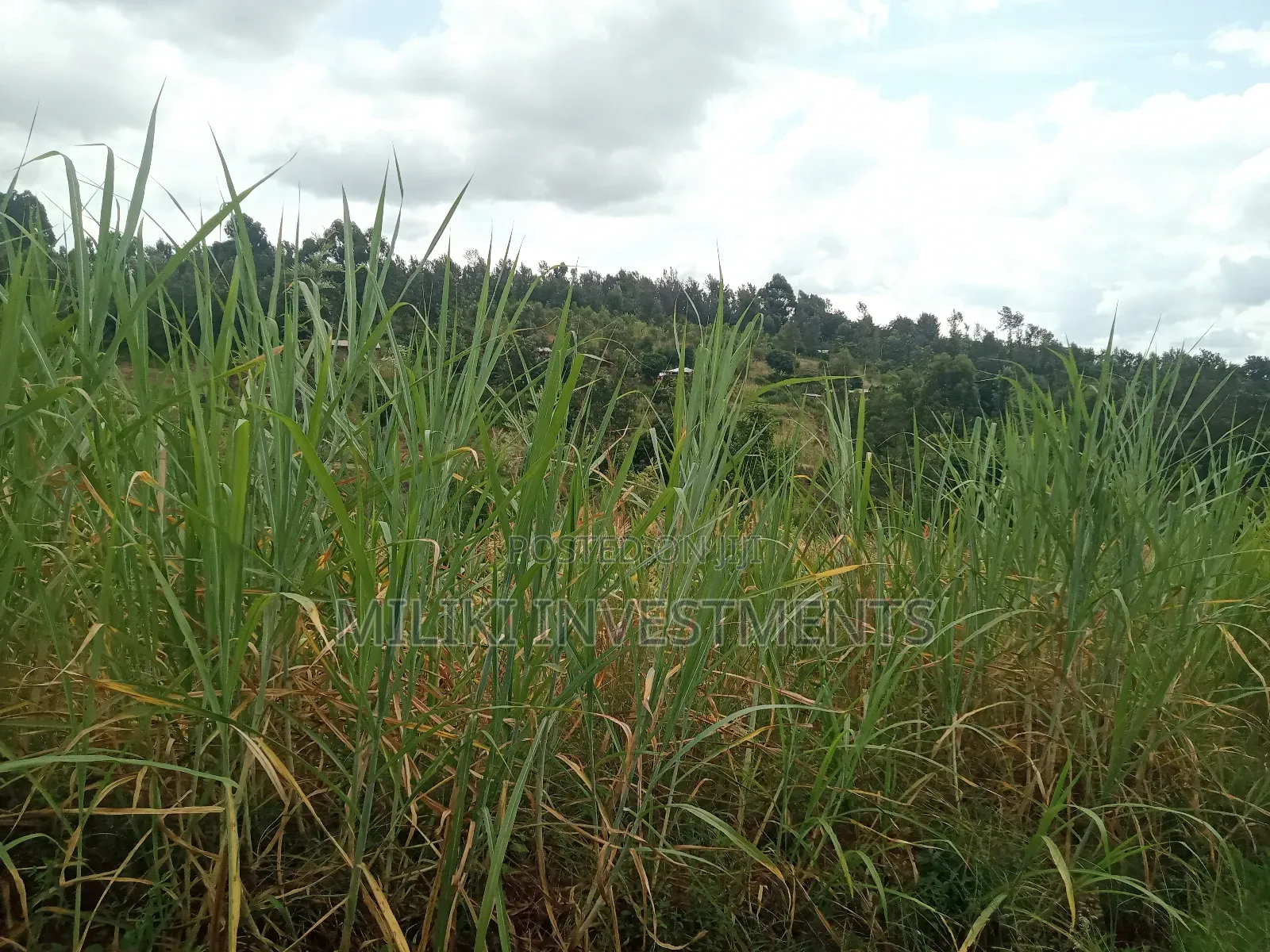 1 Acre Land for Sale at Makuyu -Mihang'0