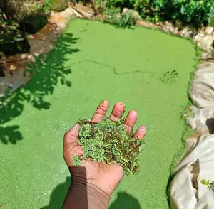 Azolla 1 Kg